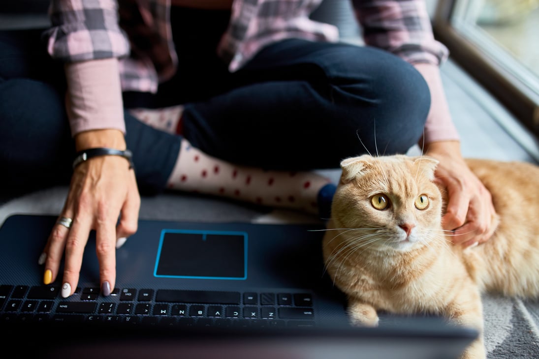 Freelancer Typing on Laptop While Petting a Cat